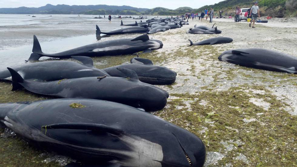Até 145 baleias morreram encalhadas em uma ilha remota da Nova Zelândia