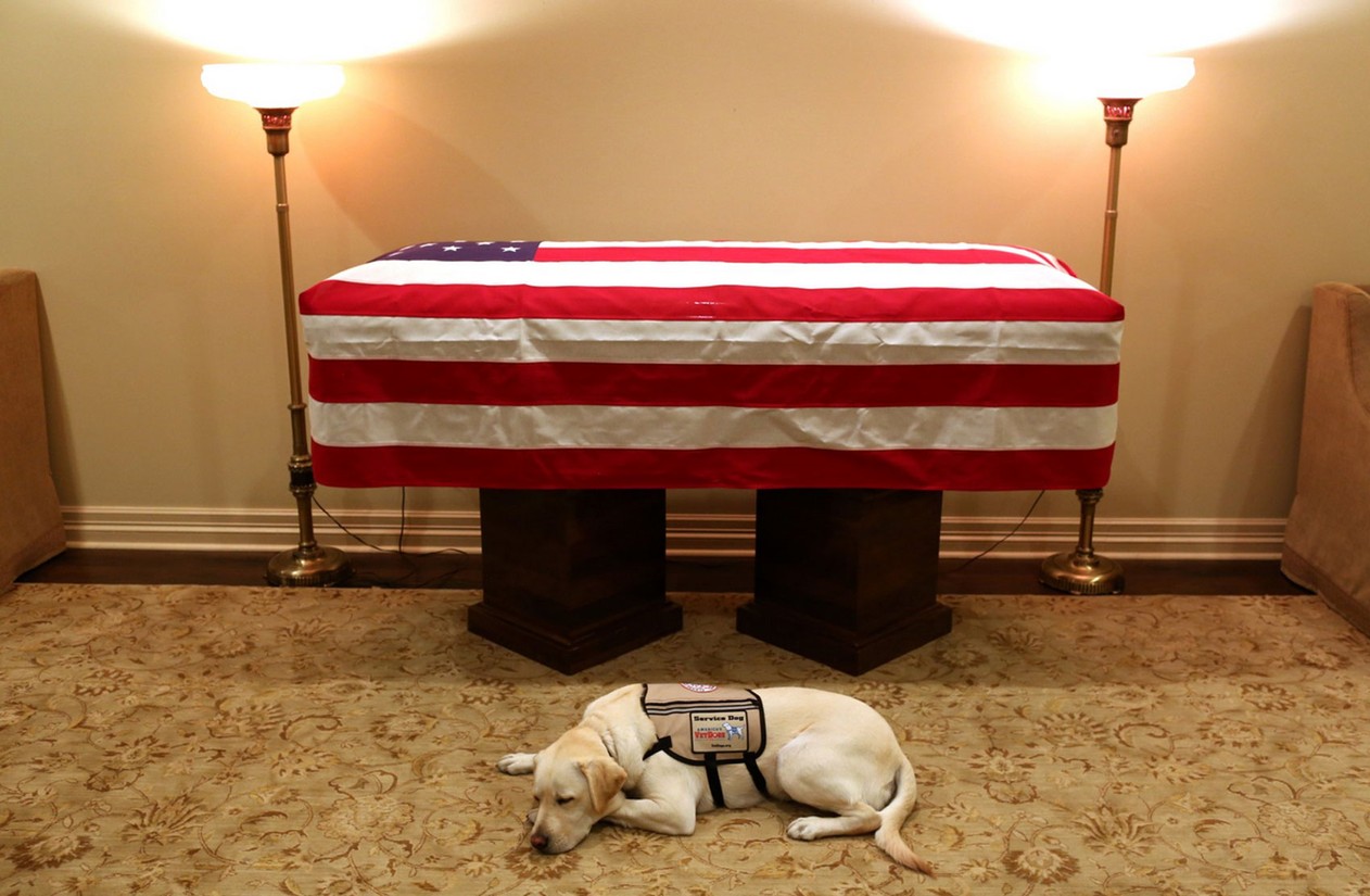 Imagem de Sully ao lado do caixão do antigo dono, George H. W. Bush, viralizou na internet