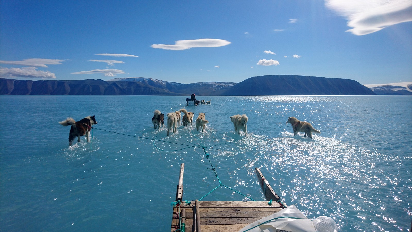 Foto de cães caminhando sobre a água evidencia derretimento de gelo na Groenlândia