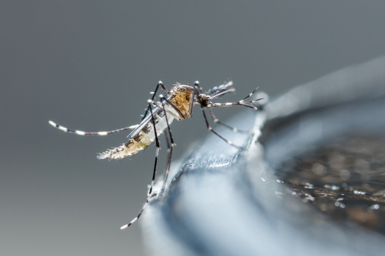 Aplicação de inseticida para eliminar o mosquito Aedes aegypti acontece em bairros de Guararema