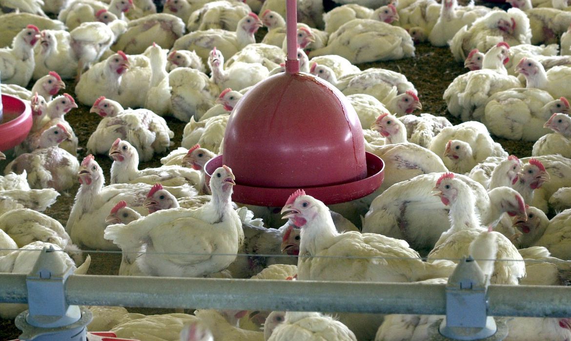 IBGE mostra recorde em abate de frangos no 1º trimestre de 2021