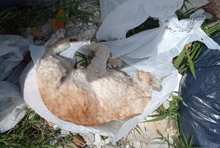 Onze cães mortos são encontrados abandonados em terreno baldio em Mogi