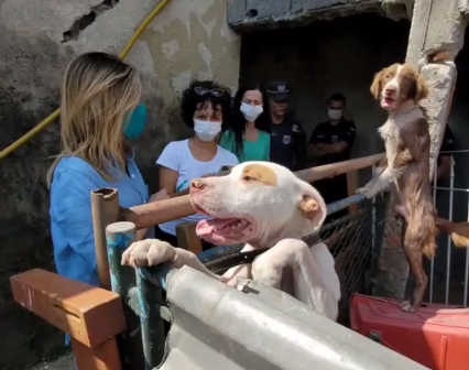 Ativista Luisa Mell resgata dois cães em situação de maus-tratos em Mogi