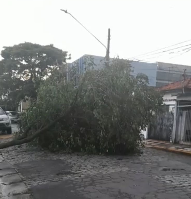 Temporal derruba árvore e deixa bairros de Mogi das Cruzes sem energia 