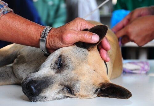 Veterinários explicam o processo de eutanásia em animais