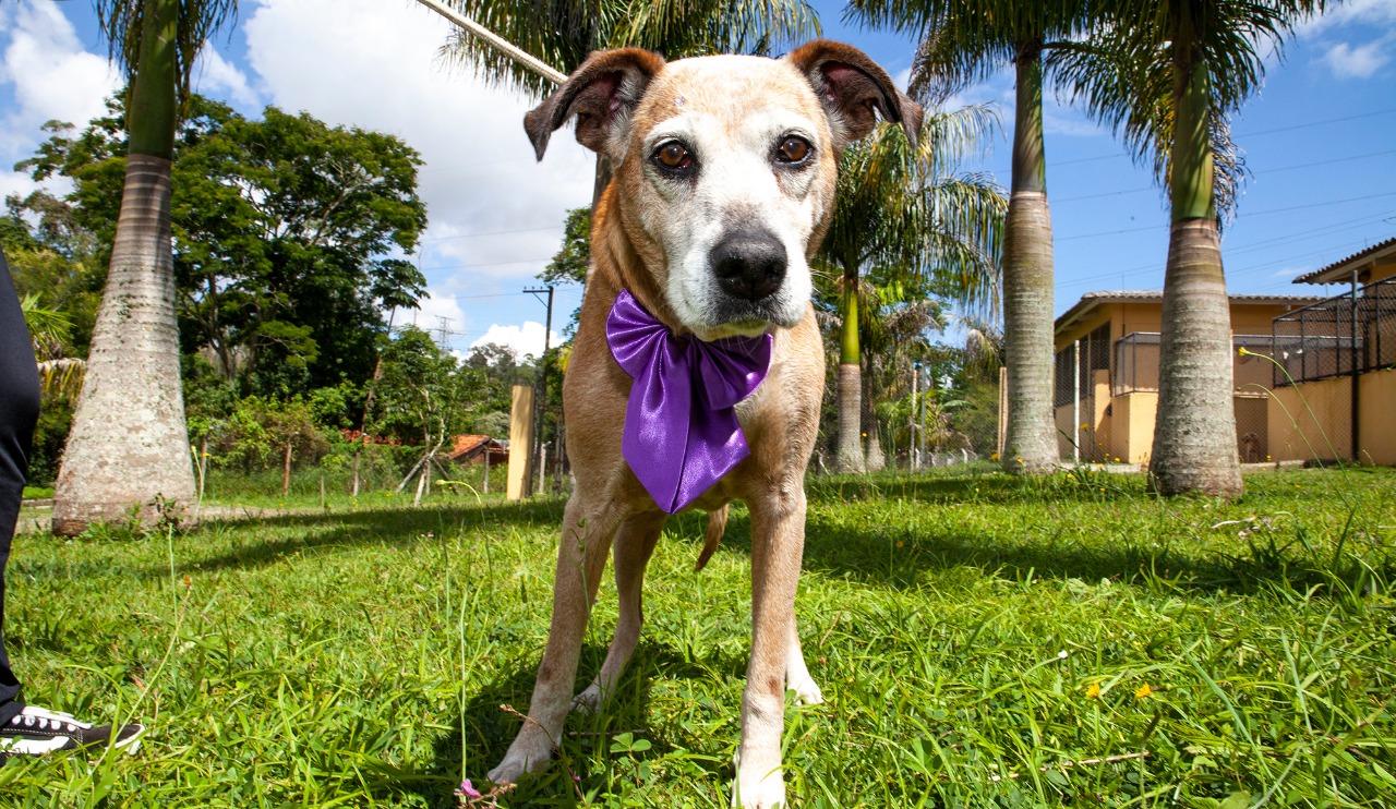 Feira de adoção de cães e gatos acontece neste sábado no CCZ em Mogi