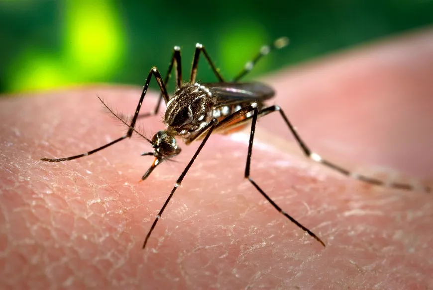 Dengue: Médico da UMC explica sobre sintomas, sinais e tratamento da doença