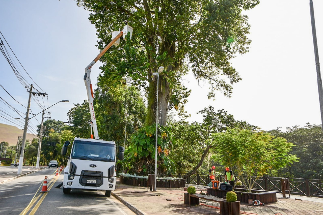 Serviço de manutenção na árvore do Pau D’Alho tem início nesta segunda-feira (11)