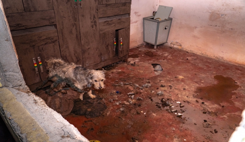 Guarda Municipal de Mogi prende dois homens em flagrante por suspeita de maus tratos a animais