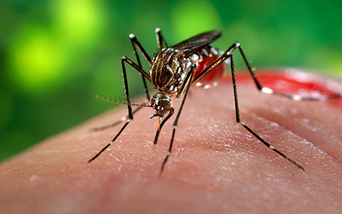 Mogi das Cruzes se une à mobilização estadual contra o Aedes aegypti