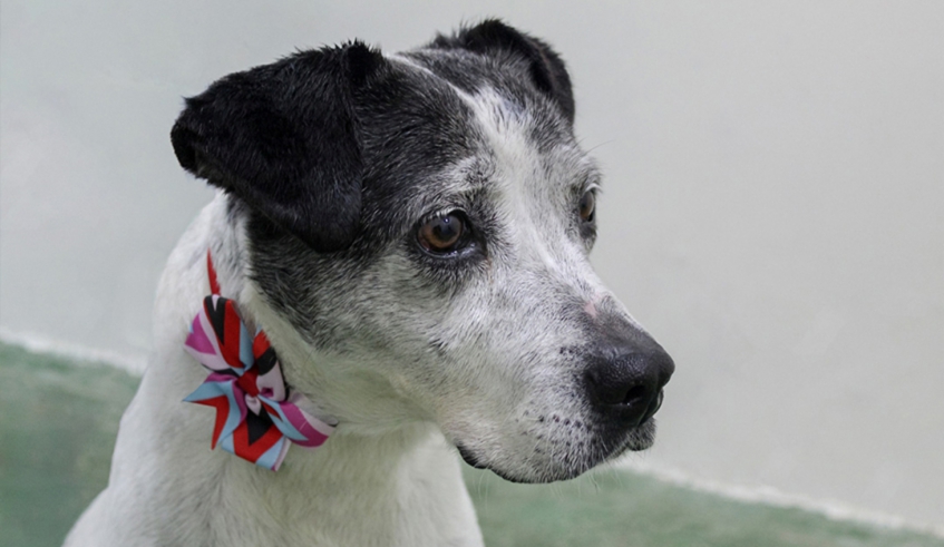 Adoção responsável de pets em Mogi das Cruzes