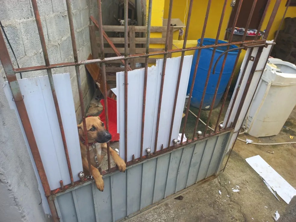 Cachorro é encontrado morto e acorrentado em Biritiba Mirim