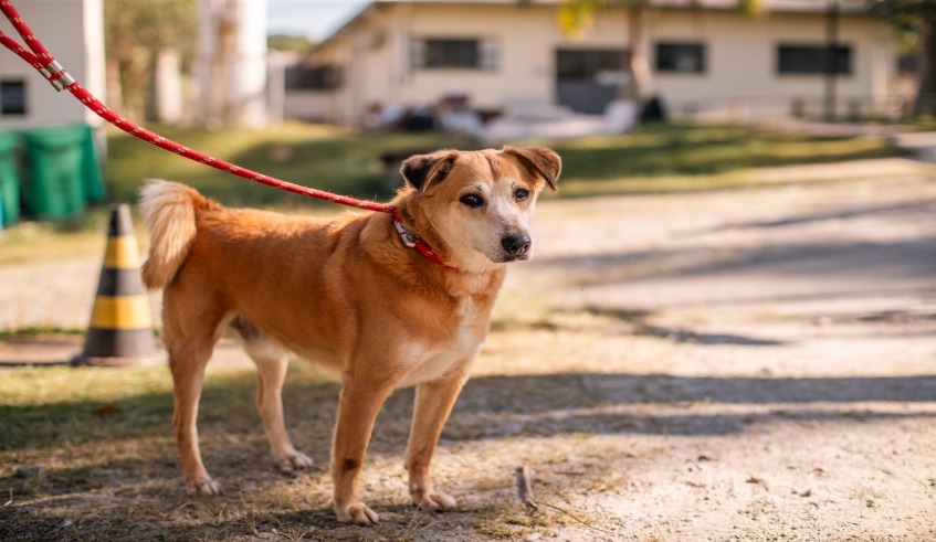 Vacinação contra a raiva está aberta para animais em Mogi das Cruzes