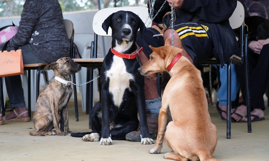Mogi das Cruzes é destaque em cuidado animal no Alto Tietê