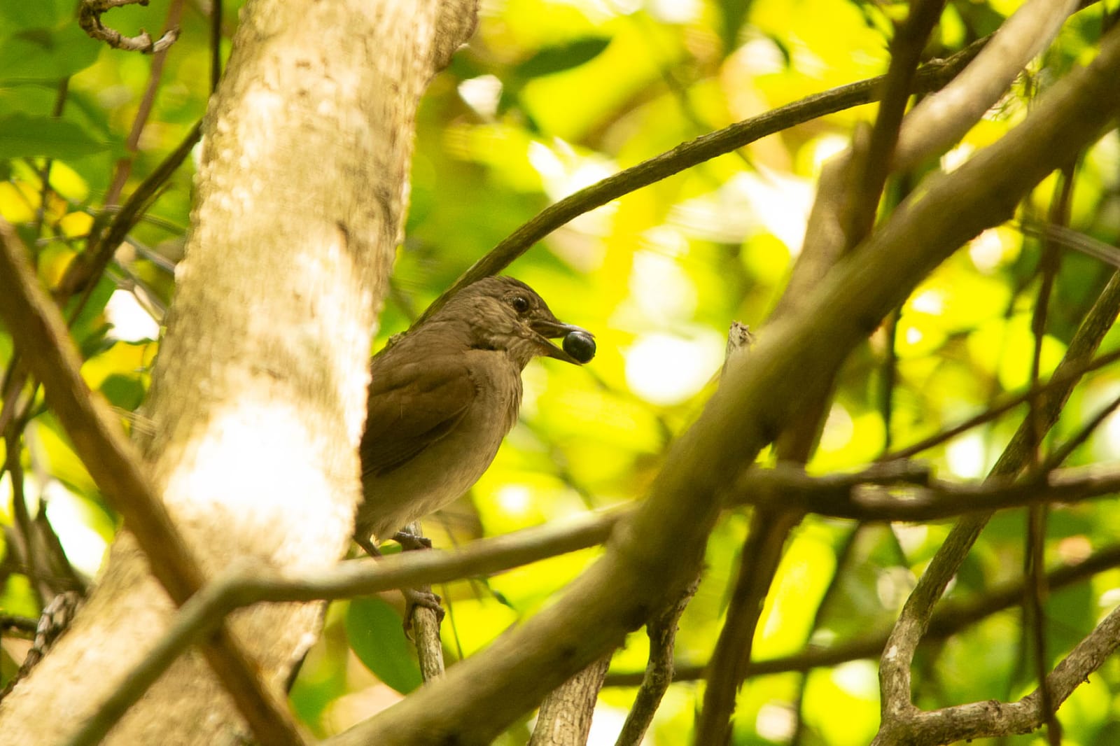 Guararema recebe o Avistando 2023: observação de 39 espécies de aves na Ilha Grande