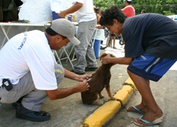 Vacinação Contra Raiva para Cães e Gatos é Oferecida Mensalmente pela Prefeitura de Mogi das Cruzes