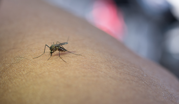 Autoridades de saúde de Mogi das Cruzes investigam primeiro óbito por dengue na cidade