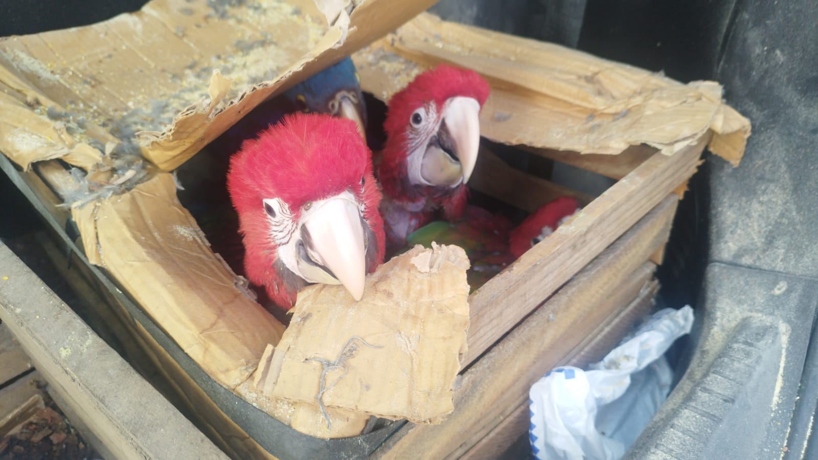 Polícia Militar de Guararema prende suspeito de tráfico de aves silvestres na área central