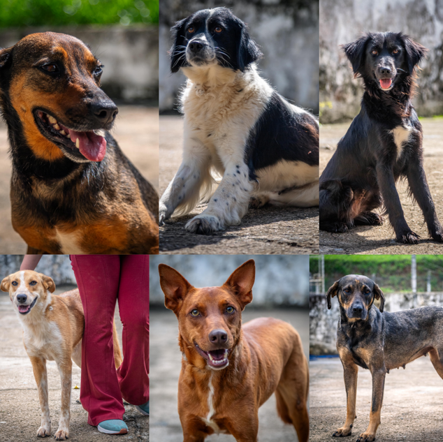 Pets chegam ao programa Bora Ser Feliz em Guararema