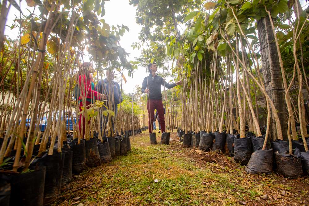 Prefeitura de Guararema abre Semana do Meio Ambiente com doação de mudas nativas