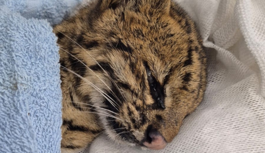 Felino silvestre é resgatado em estado grave em Mogi das Cruzes