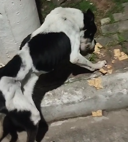 Polícia Militar atende denúncia de maus-tratos e animais são resgatados em Guararema