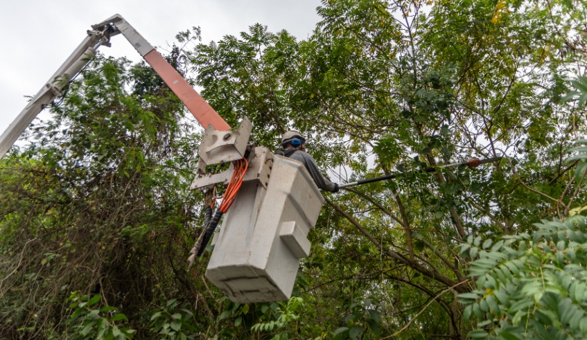 Prefeitura de Mogi intensifica ações de poda de árvores 