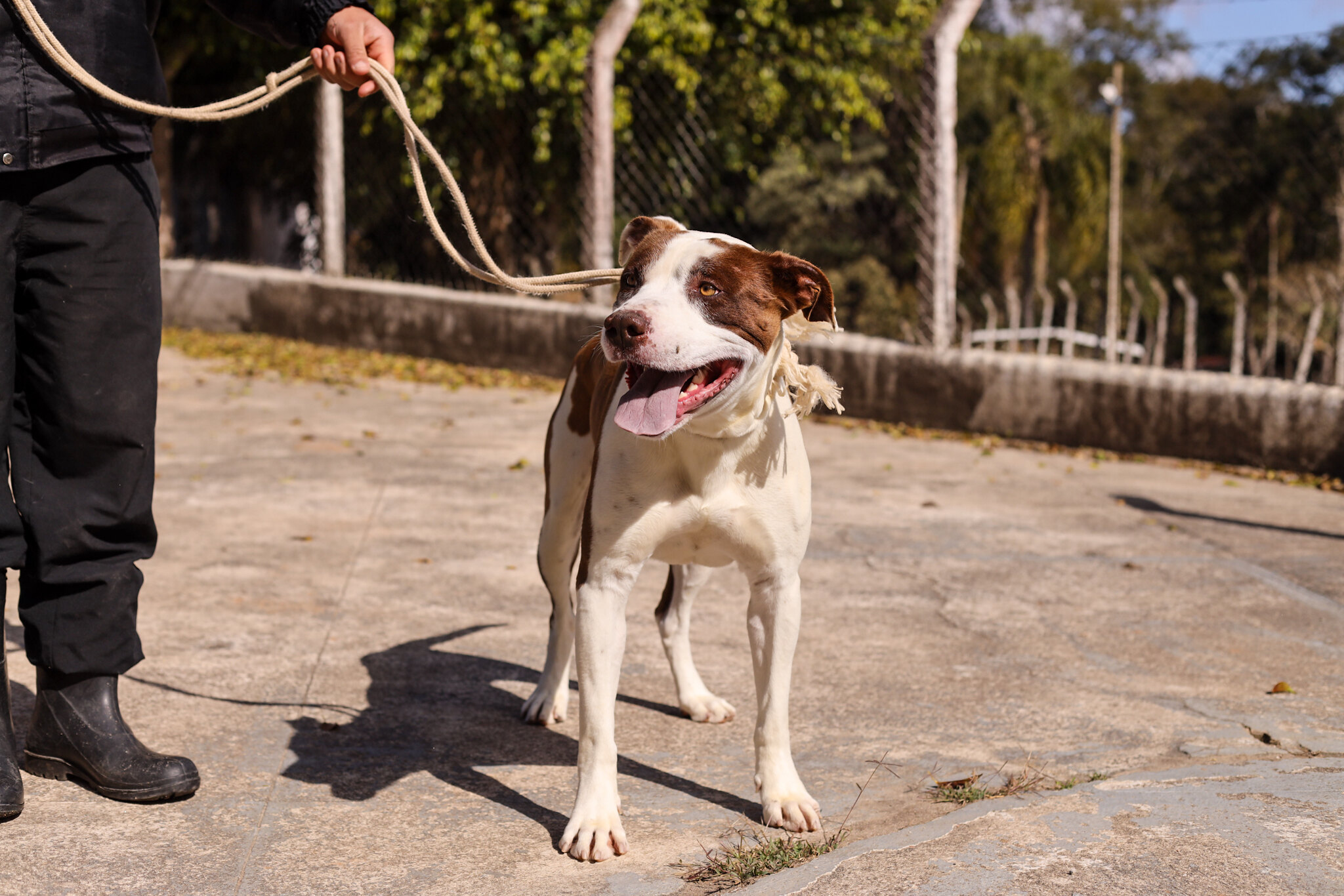 Novos cães estão disponíveis para adoção no projeto Bora Ser Feliz