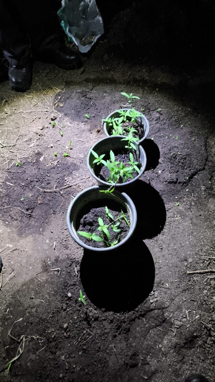 Polícia Militar de Guararema apreende 20 mudas de Cannabis em propriedade após denúncia familiar