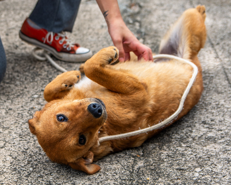 Guararema reforça ações de bem-estar animal com o programa “Bora Ser Feliz”
