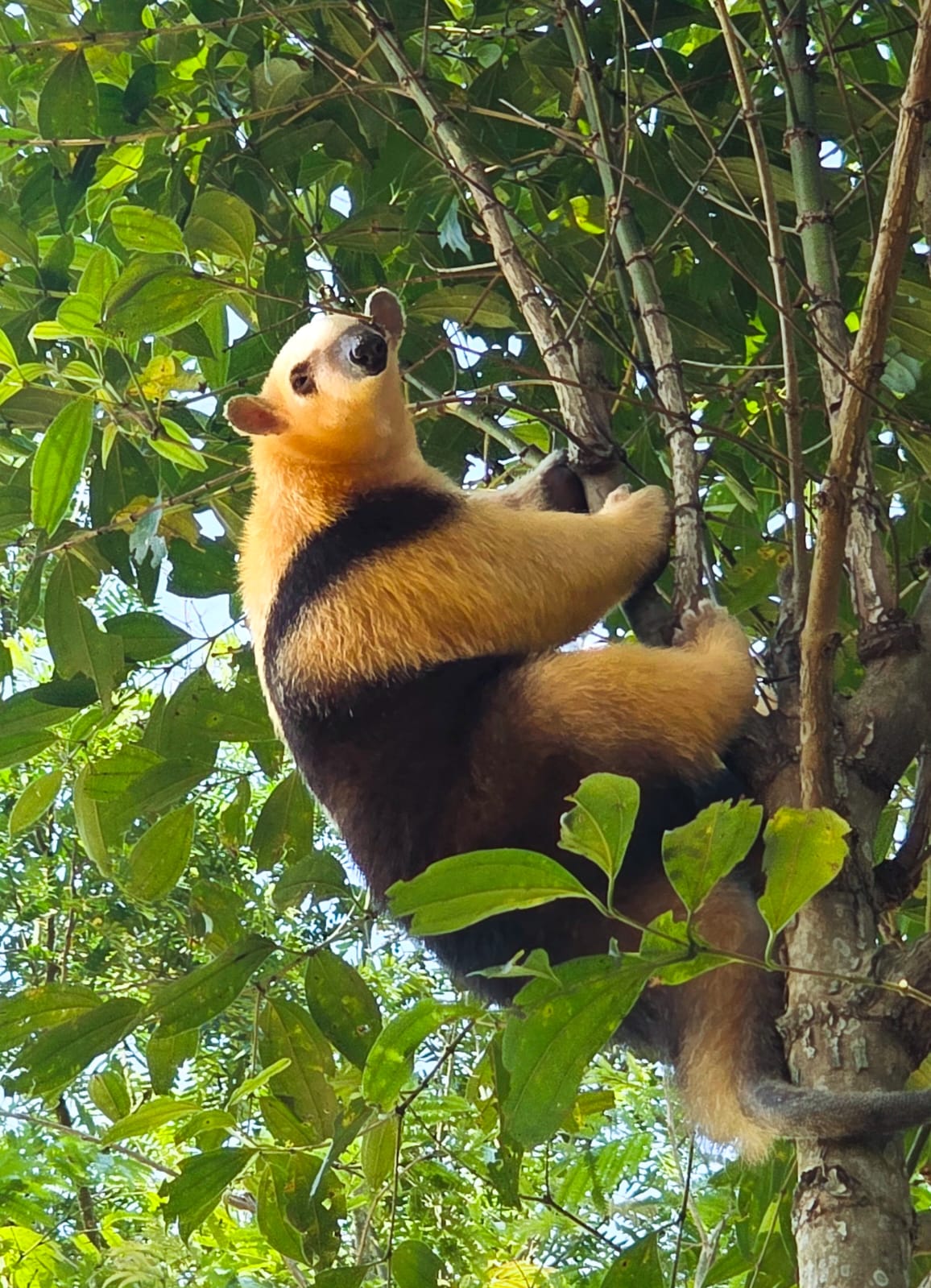 Tamanduá-mirim atropelado é resgatado em Mogi das Cruzes