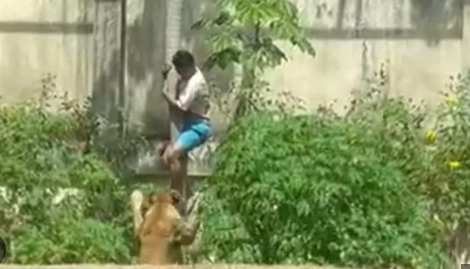 Homem que entrou na jaula da leoa em João Pessoa tinha mais de 10 passagens pela polícia e histórico de abandono, pobreza e transtornos mentais